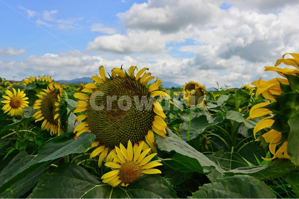 plant,식물,flower,blossom,꽃,sunflower,해바라기,날씨,구름,하늘,해남,마산,간천지,간척지해바라기밭,해바라기밭,마산해바라기밭