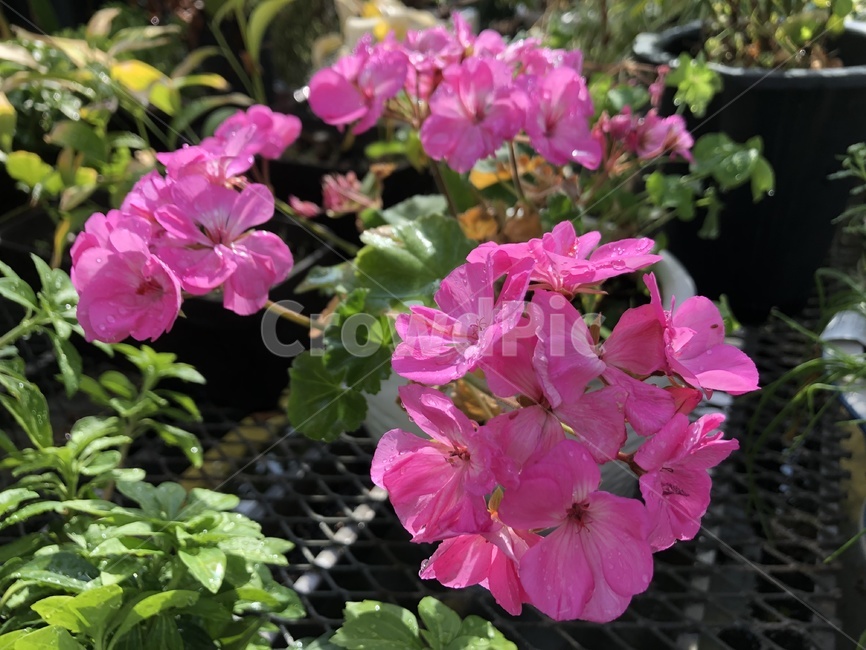 geranium,제라늄,flower,꽃,plant,식물,blossom,분화,garden