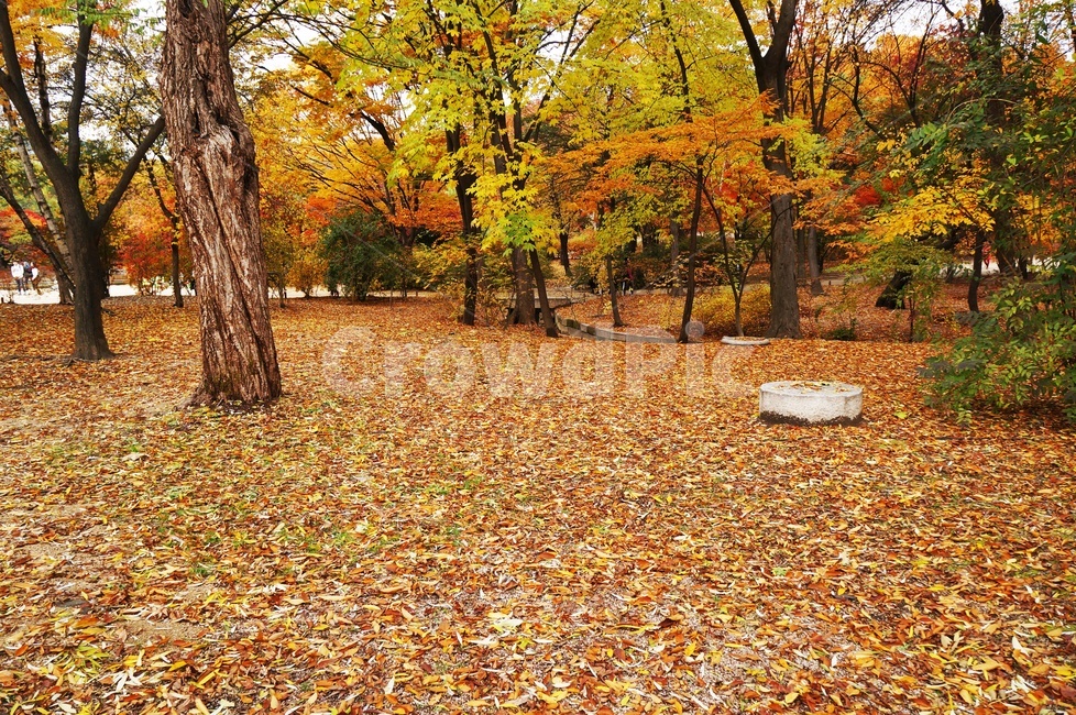단풍,가을이미지,가을,낙엽,쓸쓸함,산책길,자연,공원,그리움,나뭇잎,가을,계절,fall,autumn,season,자연,풍경,nature,landscape,tree,나무,plant,식물,leaf,잎,ground,바닥