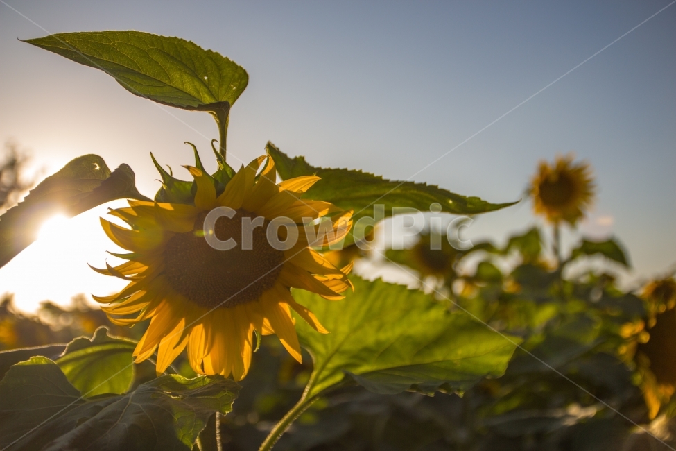 해바라기,꽃,역광,감성,풍경,식물,자연,plants,nature,꽃,flower,휴식,힐링,rest,relaxation,healing