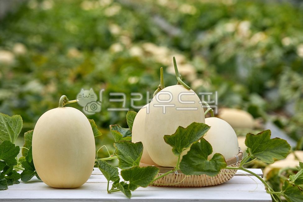 Cheonan Susin Melon,susinmelon,fruit,crops,agriculture,harvesting,white,Agriculture,melon,harvest,Fruit,cheonansusinmelon,food ingredients,leaf,food,cultivation,housemelon,White,culture,plant,house melon,stem