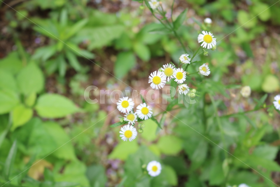 데이지,꽃,자연,식물,daisy,flower,nature