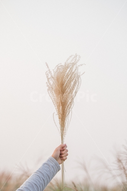 봄,여름,가을,하늘공원,갈대,갈대밭,손,인물,식물,자연,plants,nature,사람,인물,인간,human,person,연출,컨셉,콘셉,direction,concept