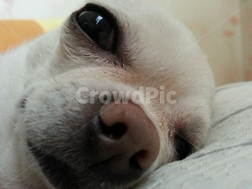 강아지,강아지코,게슴츠레,강아지눈,동물