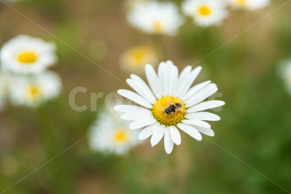 데이지,들꽃,꽃,흰색,white,꿀벌,벌,노랑색,풀,식물,자연,날개,곤충,green,background,yellow,garden,bee,flower,nature,plant,정원,농장,화단,식물,자연,plants,nature,꽃,flower,동물,animal,곤충,벌레,insect,bug