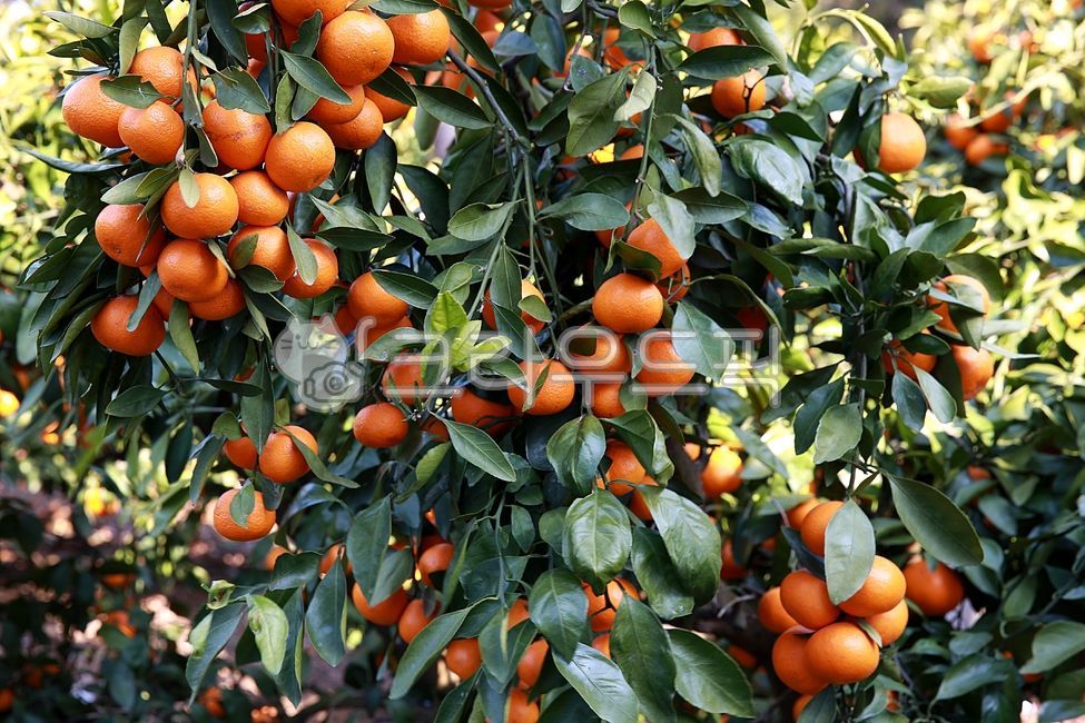 mandarin,Sweet and sour,citrus fruits,Tangerine farm,fruit,Tangerine field,Jeju Island Fruit,Orange,delicious,food,tangerines,citrus,orange,citrus tree,Jeju Island tangerines,autumn,tangerine tree,Jeju tangerines