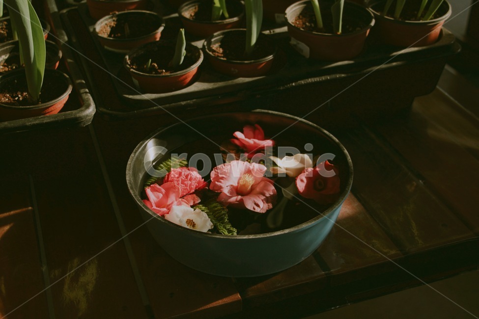 꽃,동백꽃,동백나무,식물,나무,꽃,flower,감성,sensible,feeling