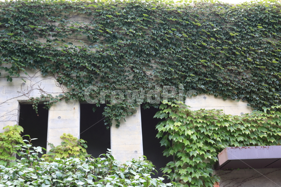 담쟁이,담쟁이덩쿨,초록,담장,벽,식물,ivy,climbingplant,plant,leaves,넝쿨,담벼락,nature