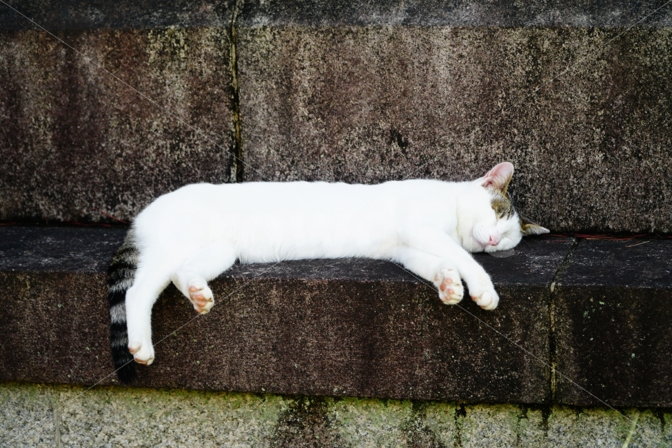 japan,Surplus,cute,healing,Healing Photos,pet cat,stray cat,white cat,cat,Emotion,nap,pet,funny,japanese cat,spare,rest,world peace,expression,I love you,relaxing,It is interesting,Emotional photo,Pets,face,comfy,daily,animal,peace of mind,mammalia,fun