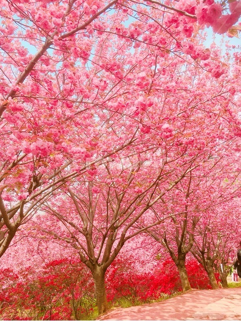 blossom,꽃,plant,식물,겹벛꽃,식물,자연,plants,nature,꽃,flower