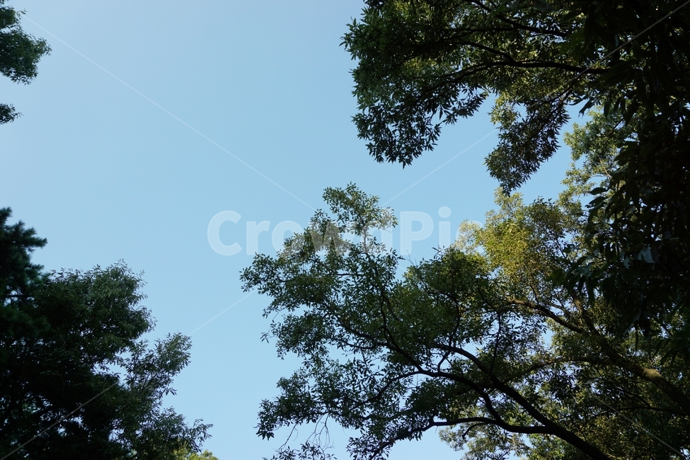 자연,나무,숲,초록,식물,자연,풍경,nature,landscape,tree,plant,fir,전나무