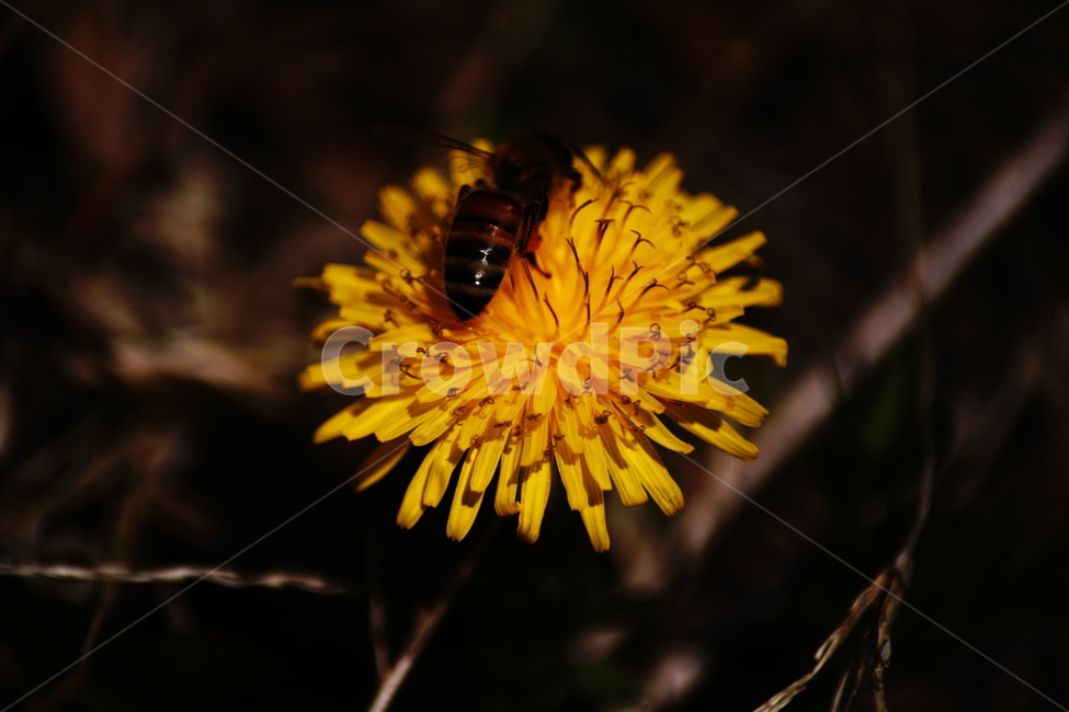 민들레,야생화,들꽃,허니,꿀벌,벌,honey,식물,자연,plants,nature,꽃,flower,동물,animal,곤충,벌레,insect,bug