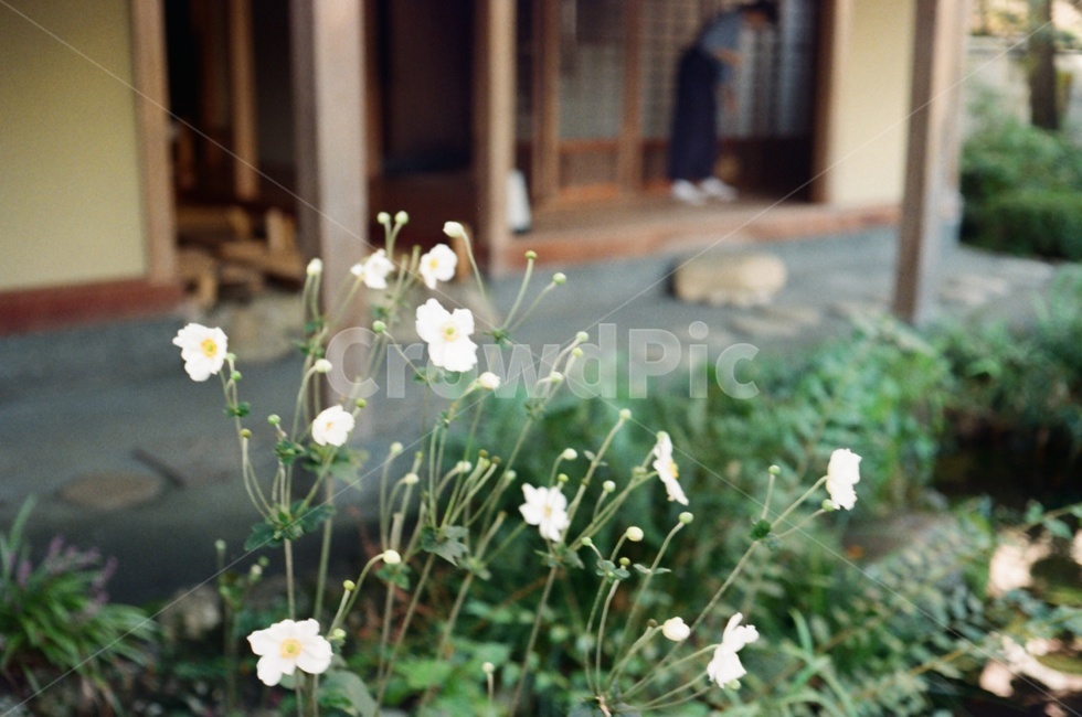 식물,일본,꽃,전통,감성,식물,자연,plants,nature,꽃,flower