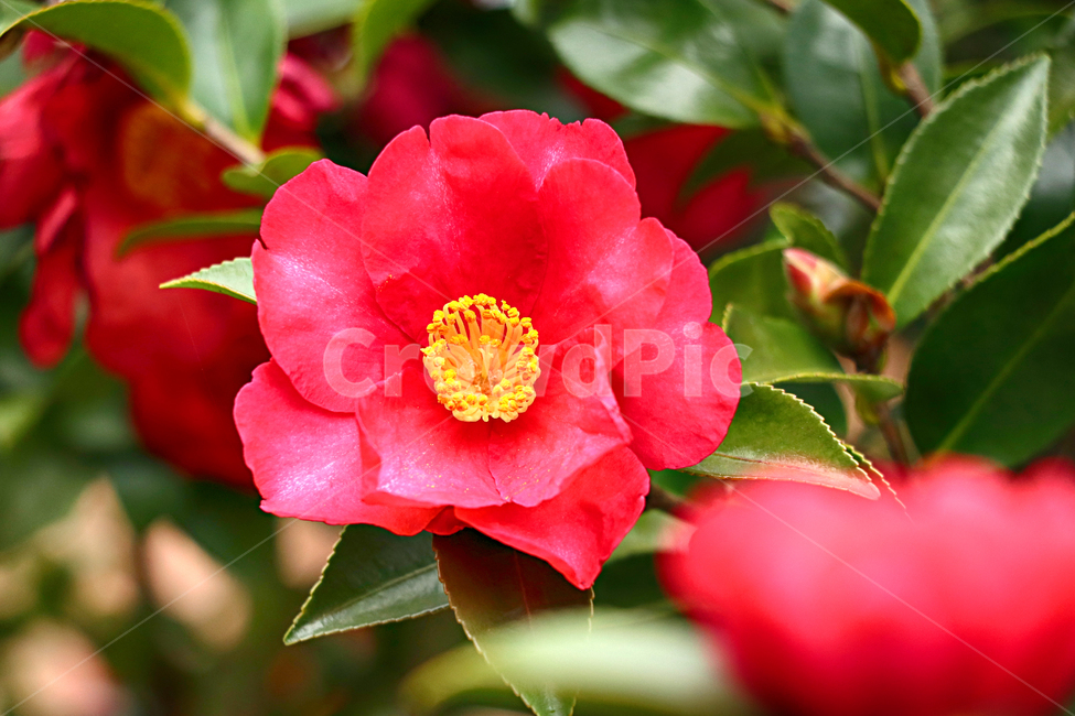 plant,꽃,식물,동백꽃,동백,flower,식물,자연,plants,nature,꽃,flower