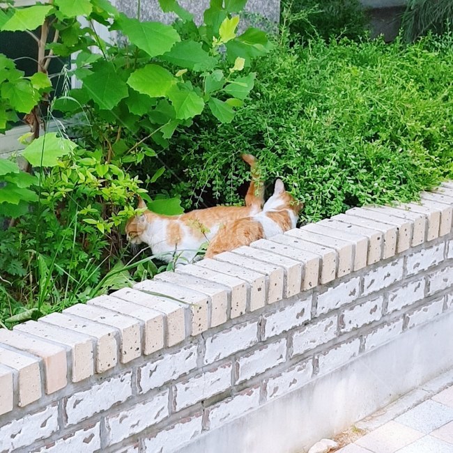 고양이,화단,힐링,귀여움,녹색,치즈냥,풀