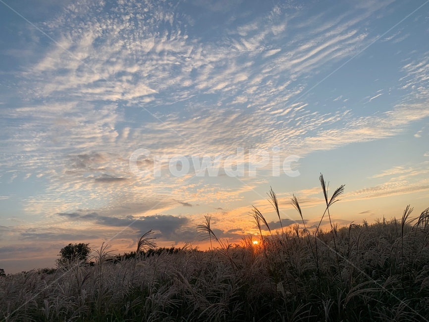 노을,억새,식물,풍경,억새축제,자연,풍경,nature,landscape,grass,잔디,plant,lawn