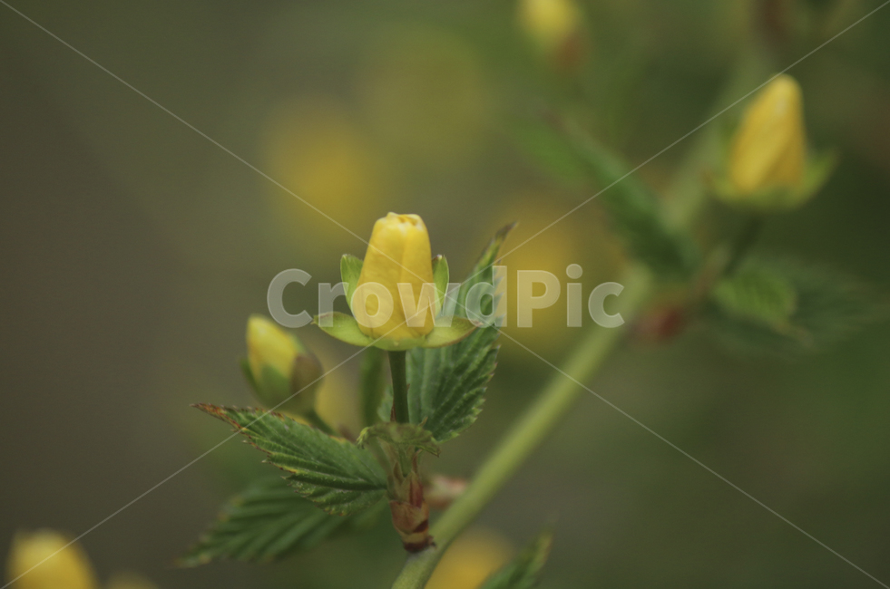 plant,식물,leaf,잎,spring,봄,yellow,노란,flower,blossom,꽃,yellowflower,노란꽃,꽃봉오리