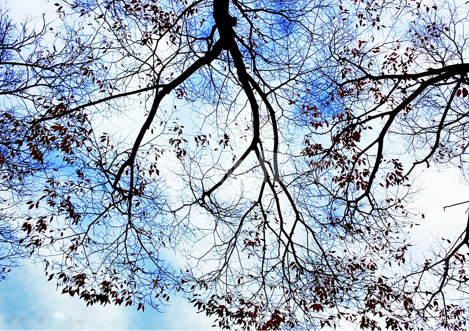자연,가을,하늘,낙엽,나무,가을,계절,fall,autumn,season,식물,자연,plants,nature,나무,trees,wood,tree,plant,tree trunk,나무 줄기