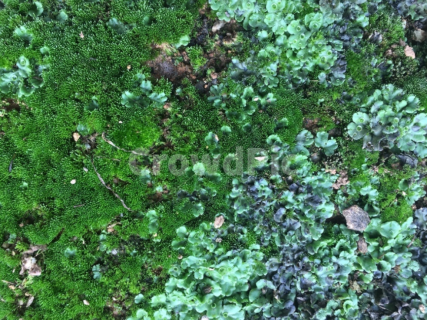 이끼,녹색,그린,땅,moss,lichen,earth,sprout,shoot,새싹,green,nature,자연,식물