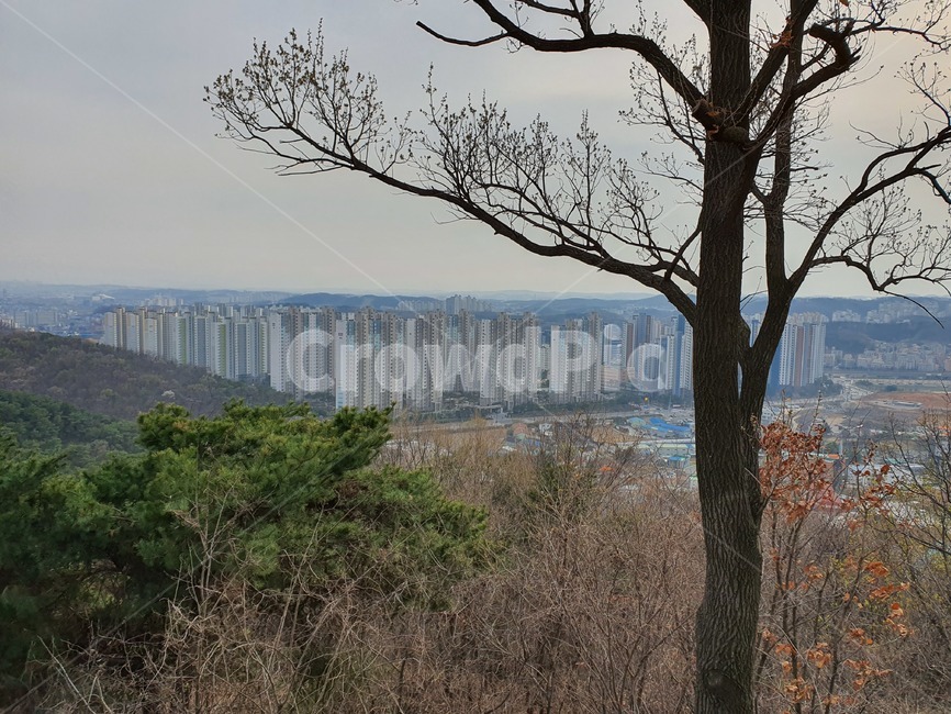 산,나무,등산,위,풍경
