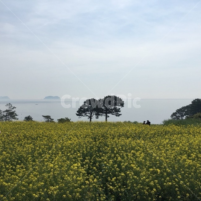 유채밭,유채꽃,소나무,노란색,바다,구름,하늘,구름바다,안개,유채,나무,쌍둥이,제주도,제주,제주유채꽃,제주하늘