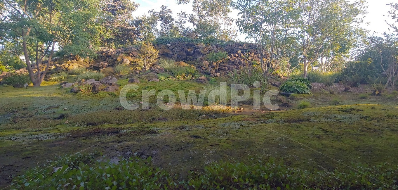 outdoors,옥외,land,땅,nature,자연,이끼,자연,풍경,nature,landscape