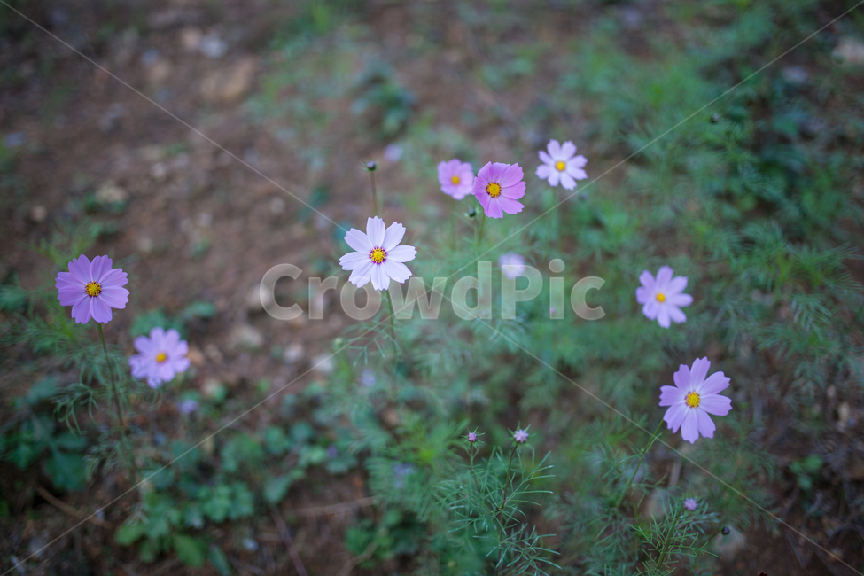 구절초,들꽃,꽃,가을,풍경,식물,botanical,flowers,식물,자연,plants,nature,꽃,flower