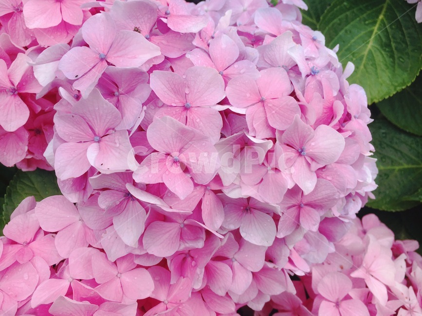 flower,꽃,수국,분홍,pink,자연,식물,식물,자연,plants,nature,꽃,flower