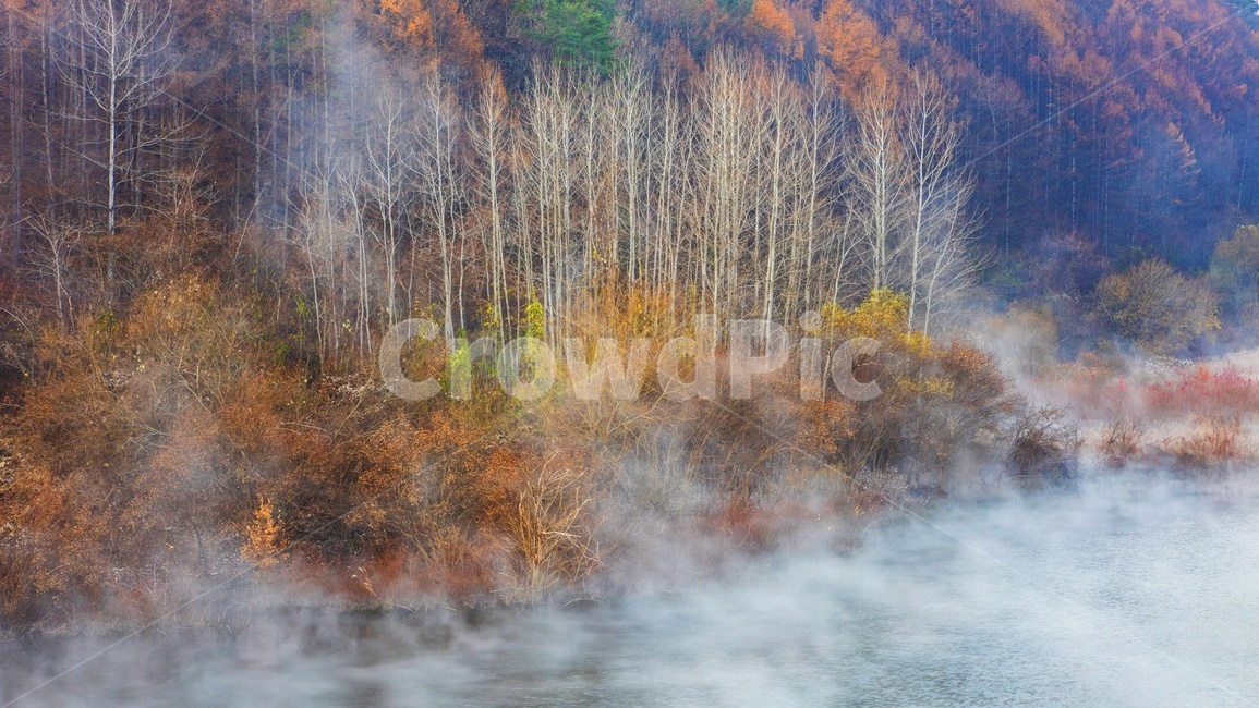 전북,진안,용담호,용담댐,용담호가을,추색,만추,가을,물안개,자작나무,nature,자연,outdoors,옥외,weather,날씨,자연,풍경,nature,landscape