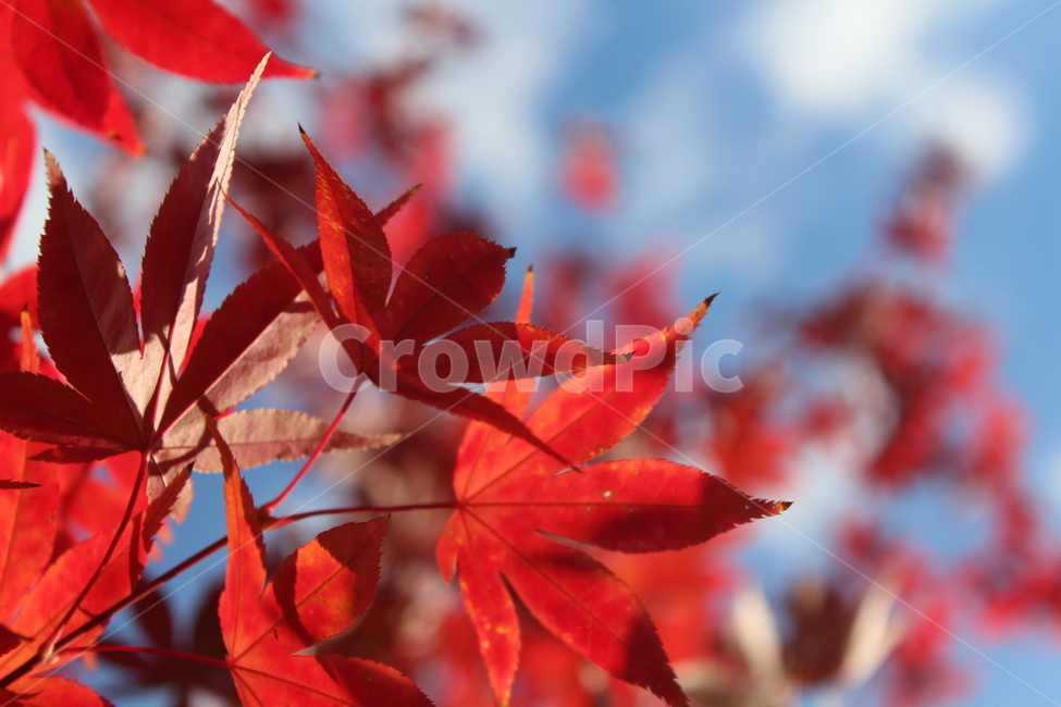 leaf,잎,tree,maple,단풍,가을,계절,fall,autumn,season,plant,식물,나무