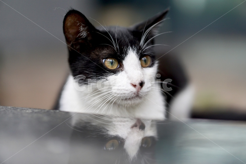 고양이,얼룩이,동물,포유류,펫,애완동물,눈동자,산책,길거리,동물,animal,포유류,mammal,고양이,cat,kitten,kitty