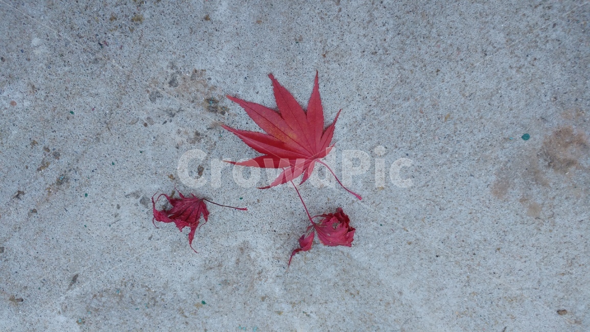 낙엽,가을,노랑,갈색,고독,쓸쓸함,빛바램,가을,계절,fall,autumn,season,plant,식물,leaf,잎,tree,나무
