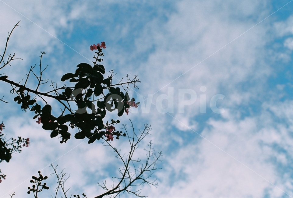 필름,하늘,여름,목백일홍,바탕화면,배경화면,필름사진,하늘사진,여름사진,배롱나무,예쁜사진,구름,나무,식물,film,sky,summer,flower,floral,flora,petal,plant,tree,background,summerflower,summerseason,seasonflower,beauty,beautiful,nature,natural,자연,자연,풍경,nature,landscape,식물,plants