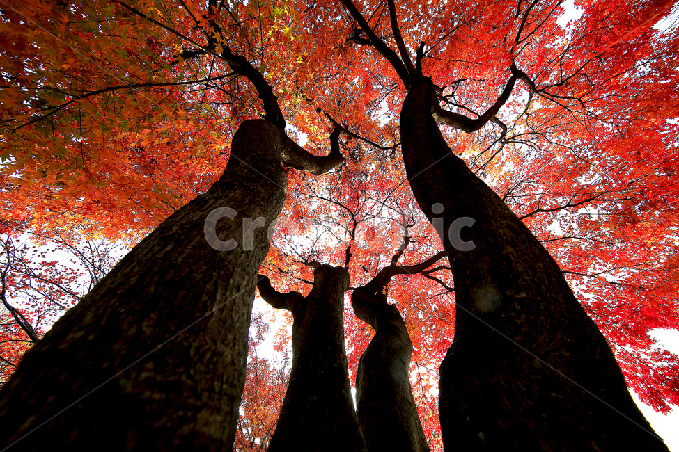 가을,단풍,낙엽,햇살,나무,가을,계절,fall,autumn,season,식물,자연,plants,nature,나무,trees,wood,tree,plant,leaf,잎,maple