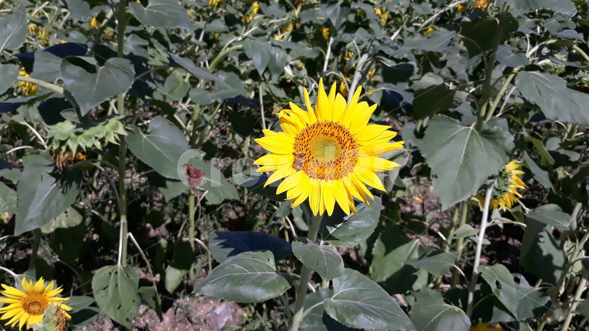 해바라기,꽃,flower,자연,nature,plant,식물,꽃근접촬영,가을,계절,가을꽃,광교호수공원,광교,sunflower,해바라기들판,꿀벌,꿀벌꽃,blossom,식물,자연,plants,nature,꽃,flower