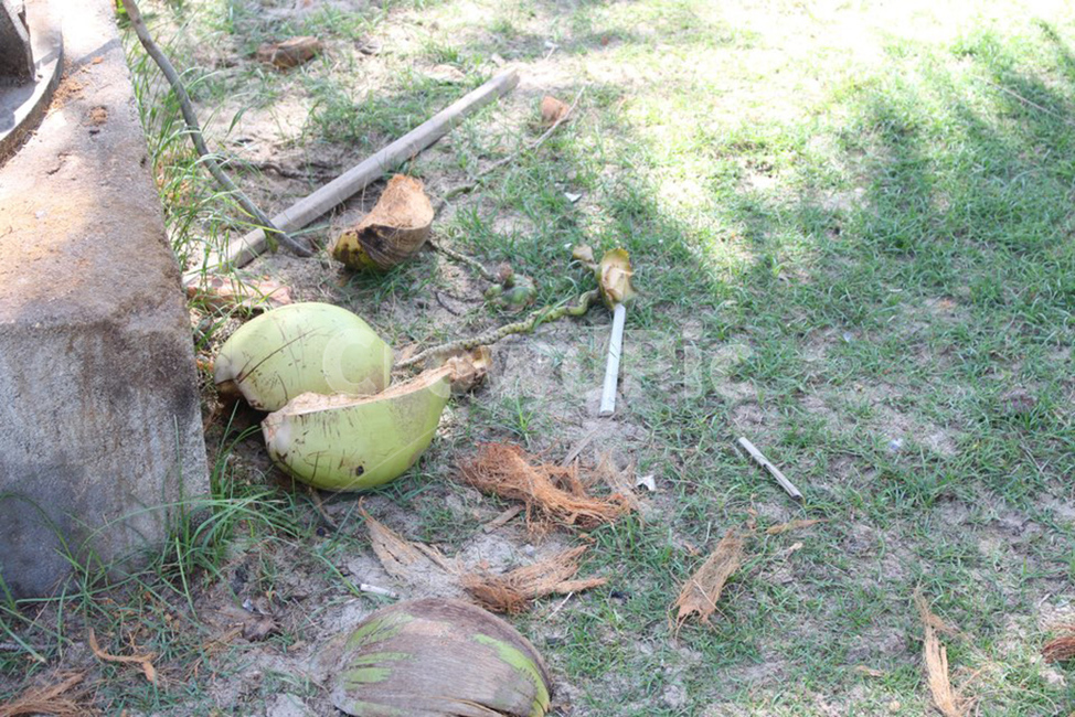 야채,vegetable,식물,plant,food,식품,nut,너트,야자수,palmtree