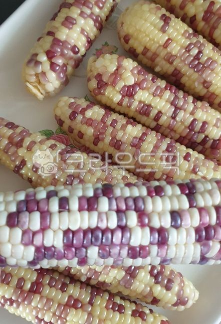 waxy corn,corner,Gangwondo glutinous corn,Country food,country snacks,summer snack,steamed corn,boiled corn,9yearold crop