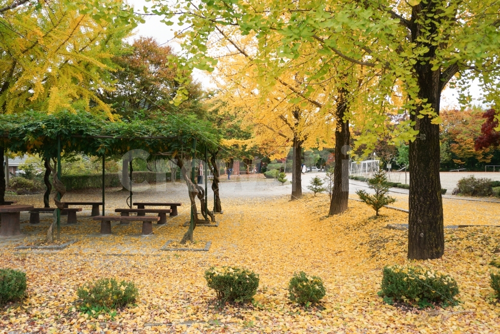 가을,단풍,은행나무,감성사진,풍경,자연,풍경,nature,landscape,가을,계절,fall,autumn,season,한국자연풍경,한국자연경관,korea nature landscape,plant,식물,tree,나무,tree trunk,나무 줄기,furniture,가구,bench,벤치