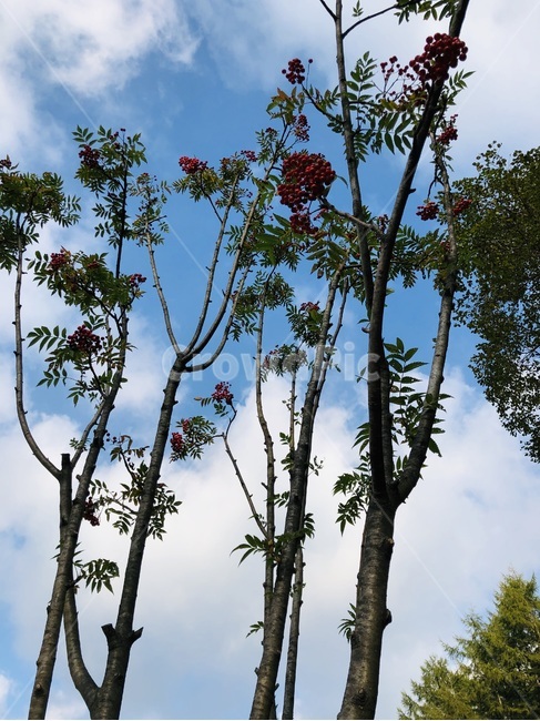 나무,나무줄기,식물,tree,하늘,구름