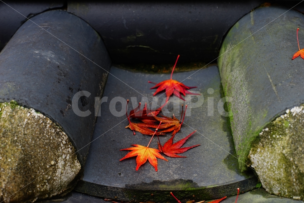 가을,단풍,절,한국,비비드,fall,leaf,temple,vivid,korea,계절,식물,감성,가을,계절,fall,autumn,season,한국전통,한국문화,korean traditional,korean culture,잎,plant,tree,나무