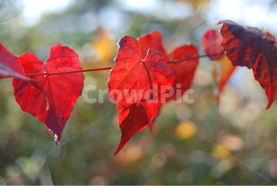 단풍,나뭇잎,빨강,잎사귀,가을,가을,계절,fall,autumn,season,leaf,잎,plant,식물,veins,정맥