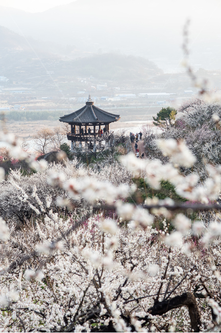 광양,홍쌍리,매화,봄,꽃,flower,꽃밭,식물,봄,계절,spring,season,자연,풍경,nature,landscape,한국자연풍경,한국자연경관,korea nature landscape