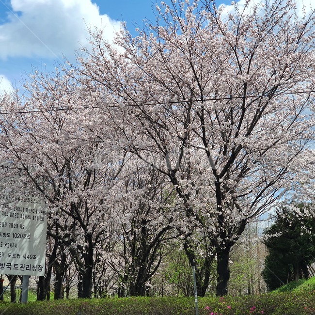 plant,꽃,blossom,풍경,벚꽃