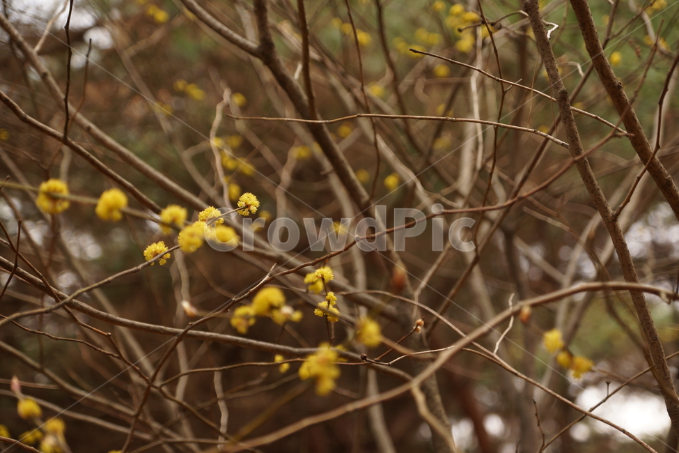 산수유,노란꽃,꽃,봄,새싹,새순,나무,초봄,봄나무,식물,자연,plants,nature,꽃,flower