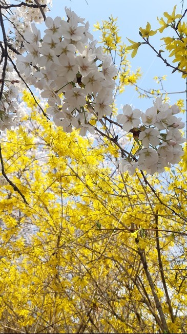 식물,봄,벚꽃,개나리,spring