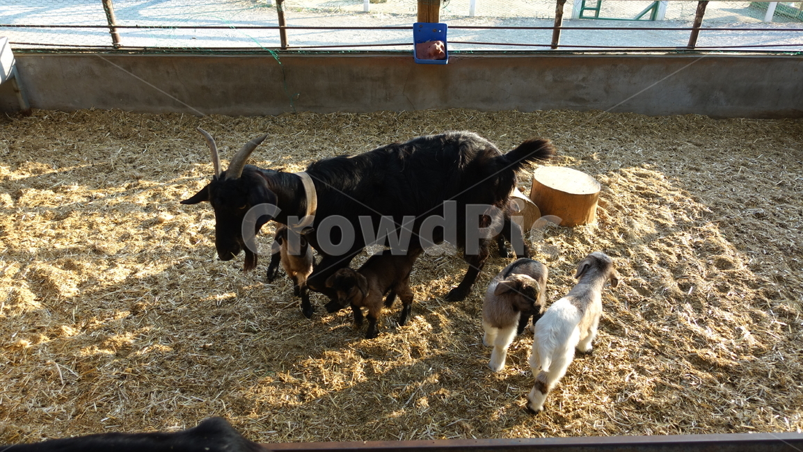 자연,nature,염소,동물,가축,mammal,cattle,animal,동물,animal,포유류,mammal