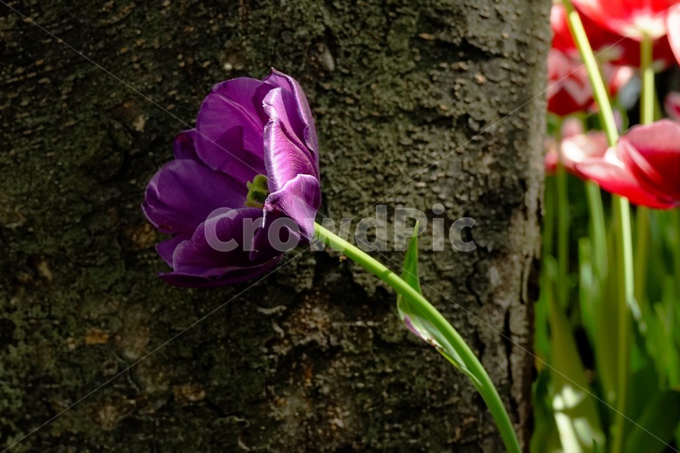 튤립,봄꽃,보라색,bloom,colorful,floral,flower,nature,plant,spring
