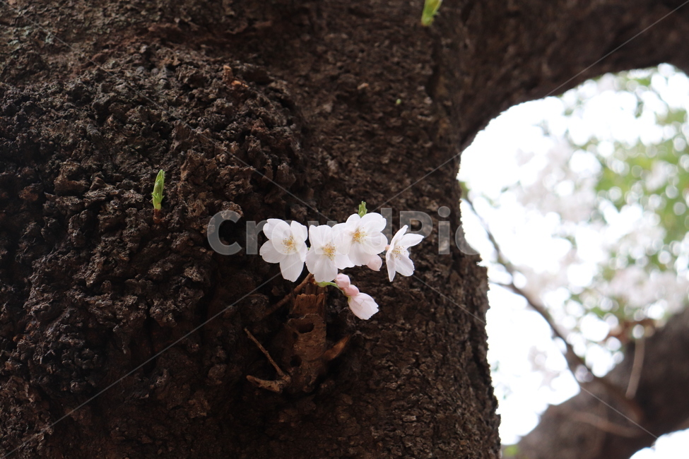 Cherry Blossom,nature,cherryblossoms,flower,spring,spring flowers,tokyo cherry blossoms,cherry blossom viewing,season
