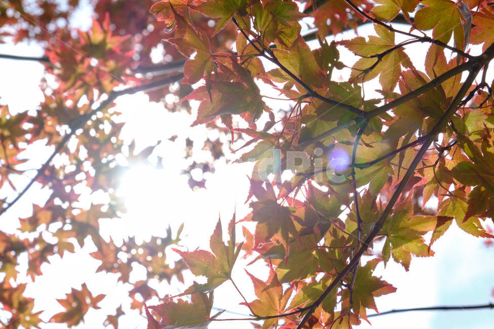 자연,햇빛,나뭇잎,단풍,플레어,포근함,nature,sunshine,leaf,leaves,maple,flare