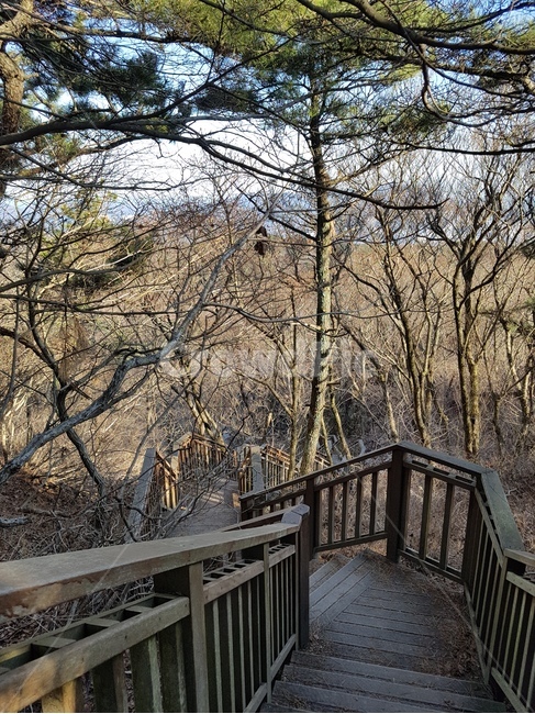 산,자연,나무,mountain,tree,nature,등산로,오솔길,trail,outdoors,계단,stairs,난간,handrail